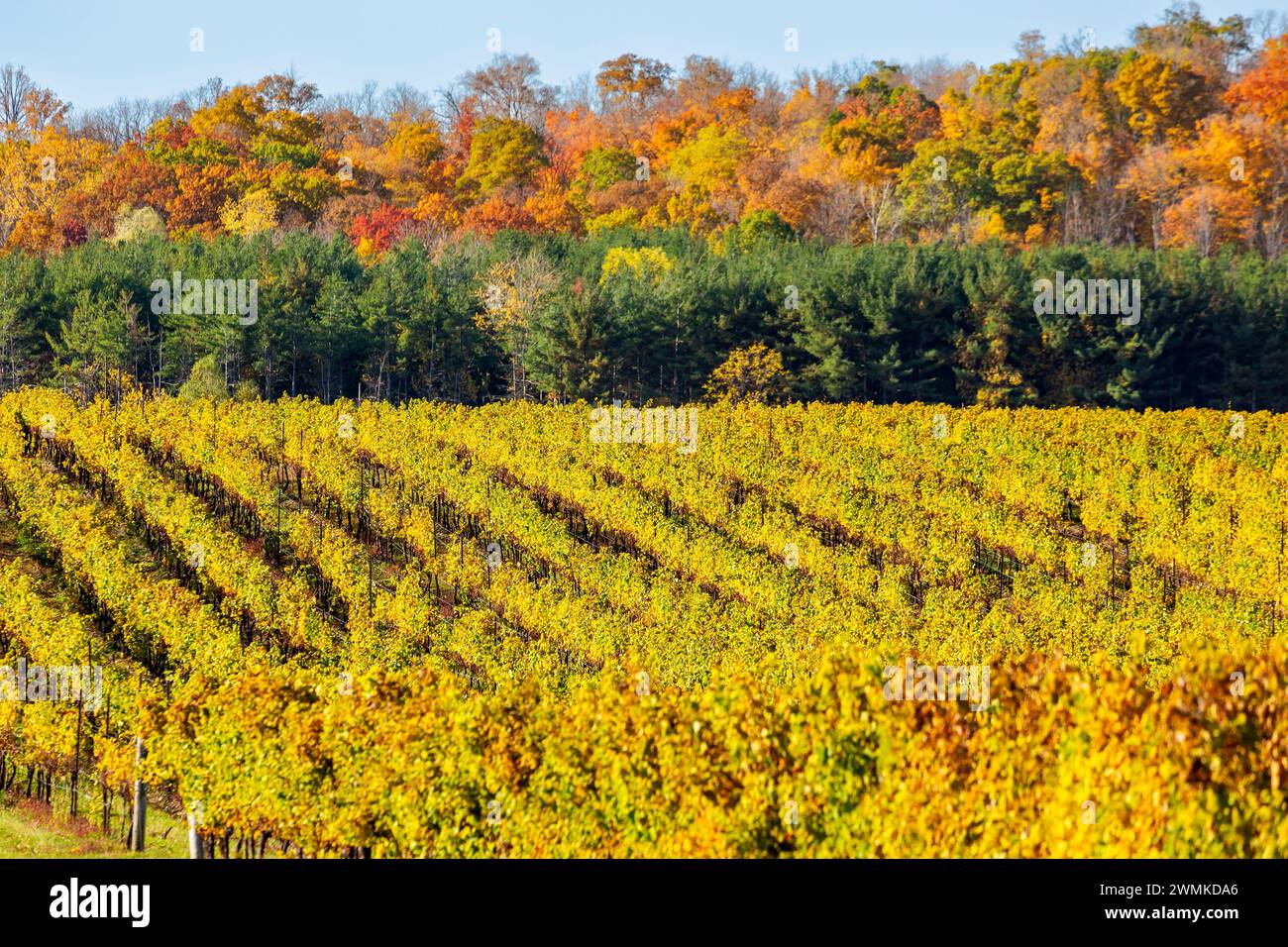 Rangées lumineuses colorées d'une colline de vignoble avec des arbres colorés à l'automne en arrière-plan ; Vineland, Ontario, Canada Banque D'Images
