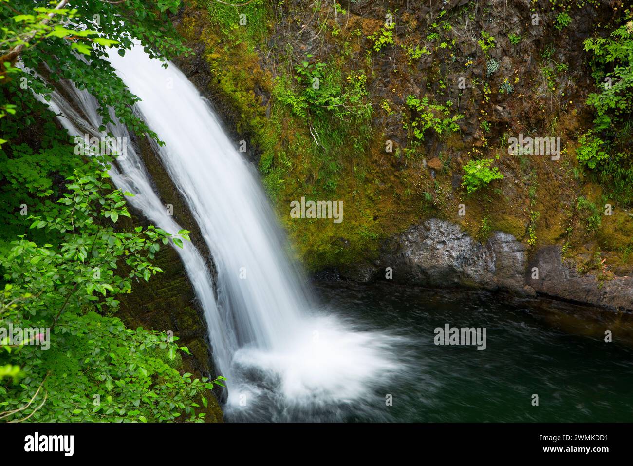 Tombe sur la plaquette thermoformée Creek, Mt Hood National Forest, Virginia Banque D'Images