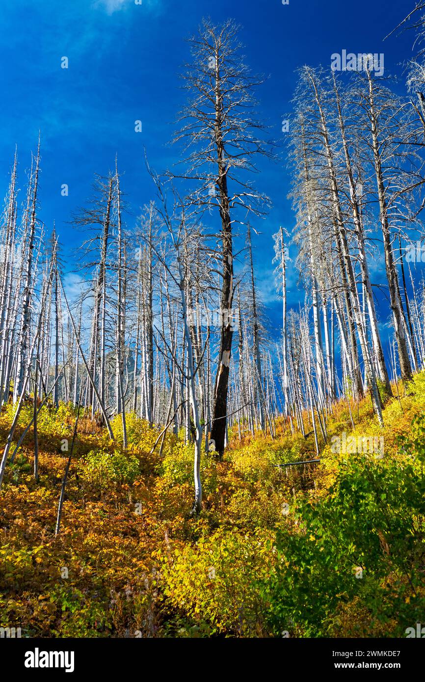 Flanc de colline d'une forêt brûlée avec des sous-bois d'automne colorés avec des nuages et un ciel bleu profond dans le parc national des Lacs-Waterton ; Waterton, Alberta, Canada Banque D'Images