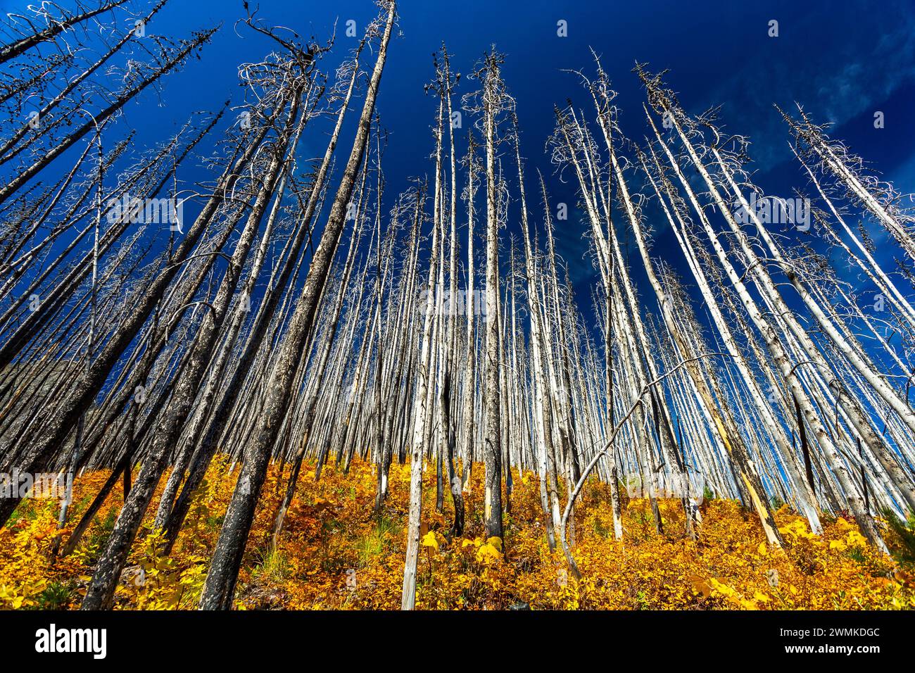 Vue spectaculaire en bas angle d'une colline d'une forêt brûlée avec des sous-bois d'automne colorés et un ciel bleu dans le parc national de Waterton Lakes Banque D'Images
