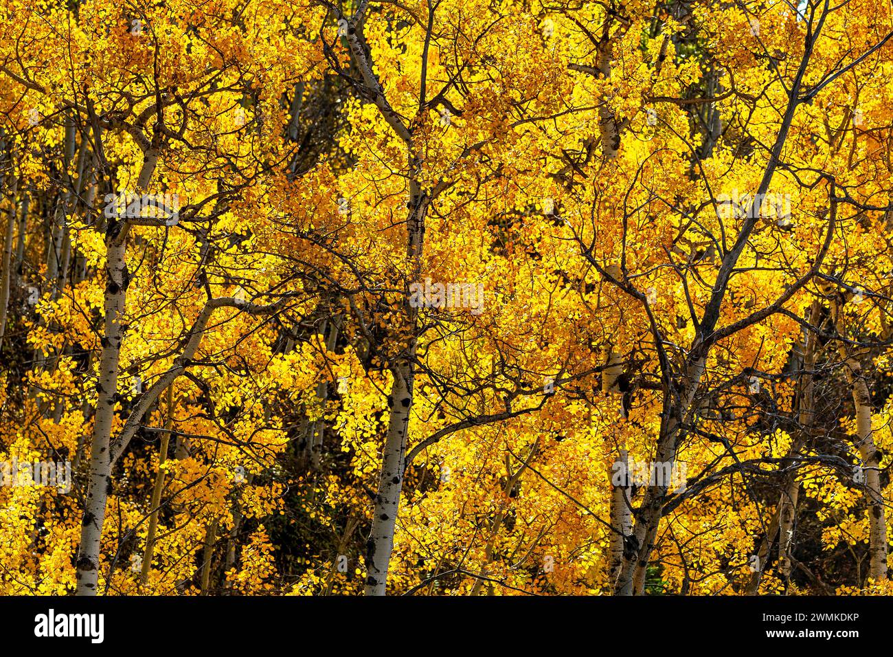 Gros plan d'arbres dorés brillants à l'automne ; Calgary, Alberta, Canada Banque D'Images