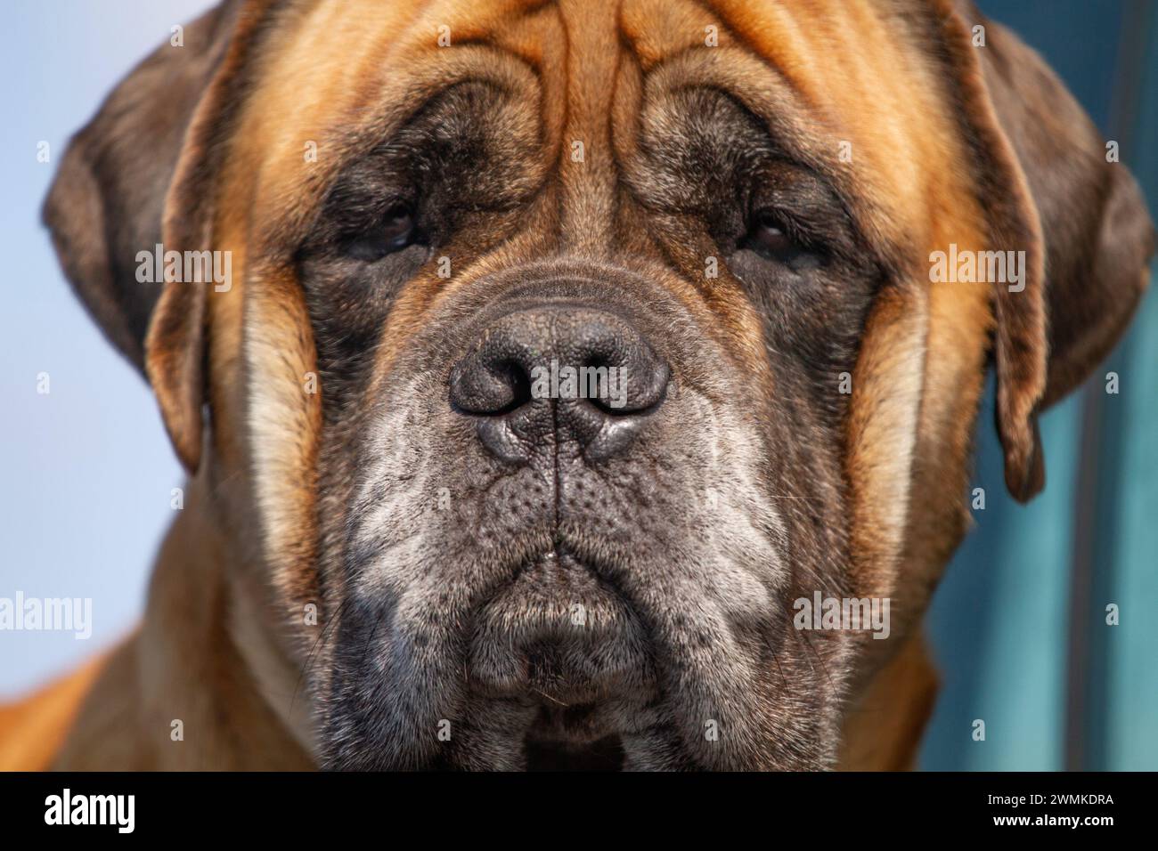 Portrait en gros plan de la tête d'un chien Banque D'Images