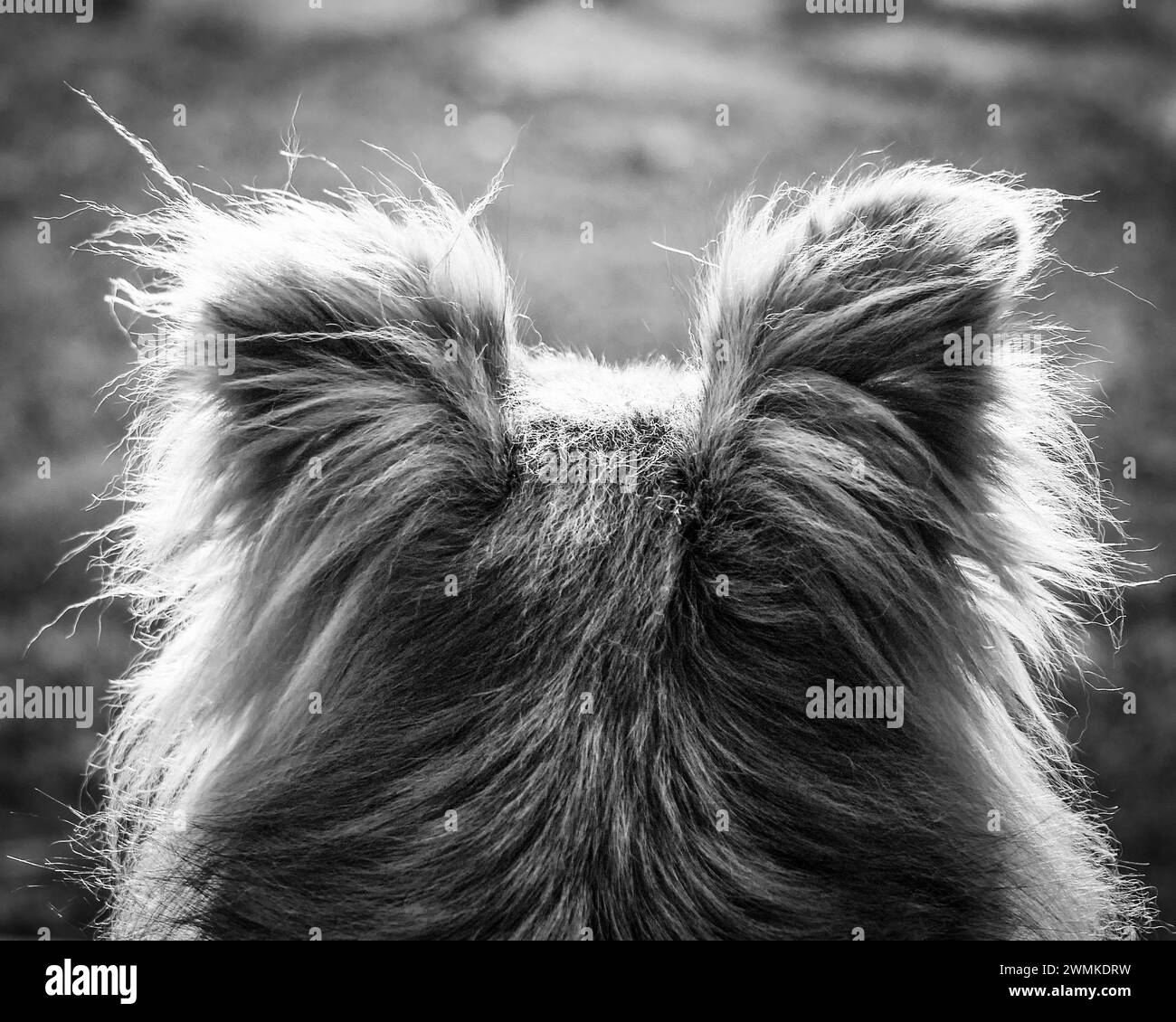 Vue rapprochée prise de derrière de la lumière du soleil haletant les poils sur la tête d'un chien de race mixte (Canis lupus familiaris) comme vu de l'arrière dans ce bla... Banque D'Images