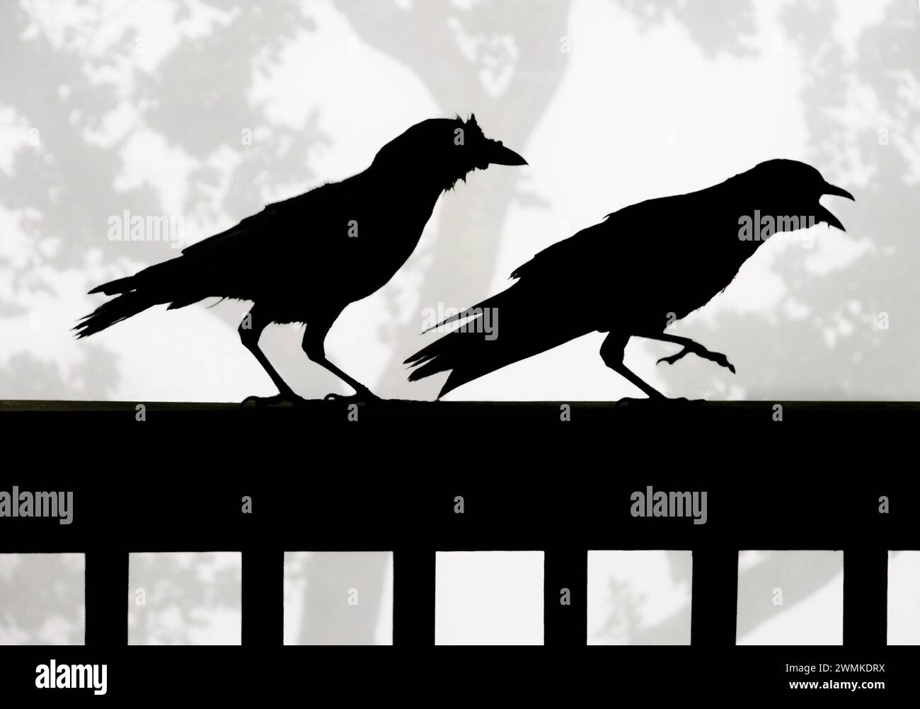 Deux corbeaux américains (Corvus brachyrhynchos) sur une balustrade sont silhouettés contre un ciel brumeux Banque D'Images