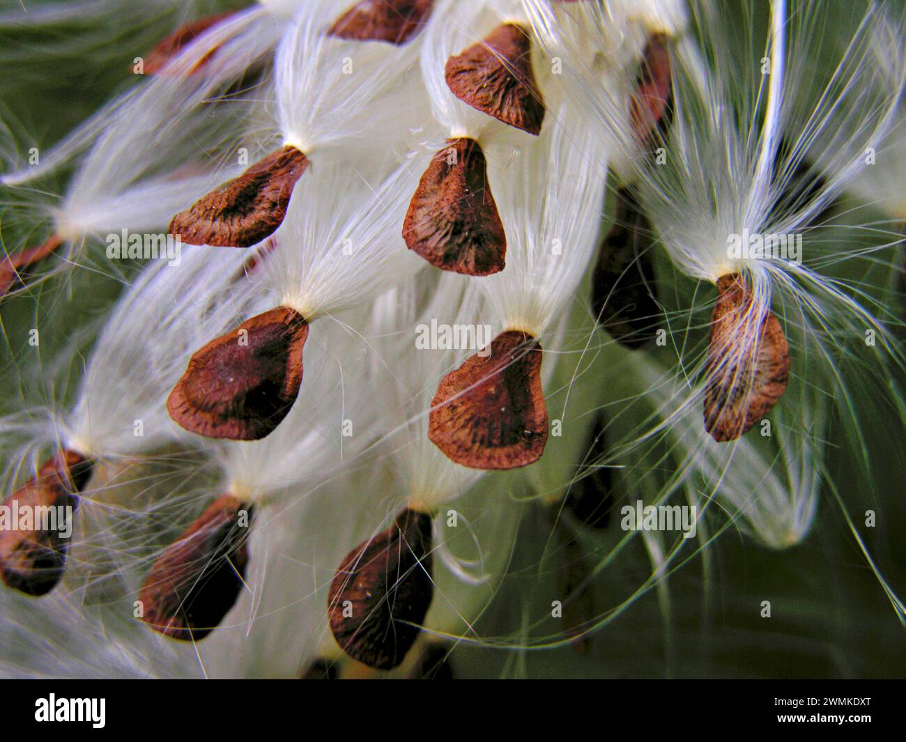 Gros plan de soie dentaire de coma d'asclépias syriaca (Asclepias syriaca) et de graines ; Caroline du Nord, États-Unis d'Amérique Banque D'Images