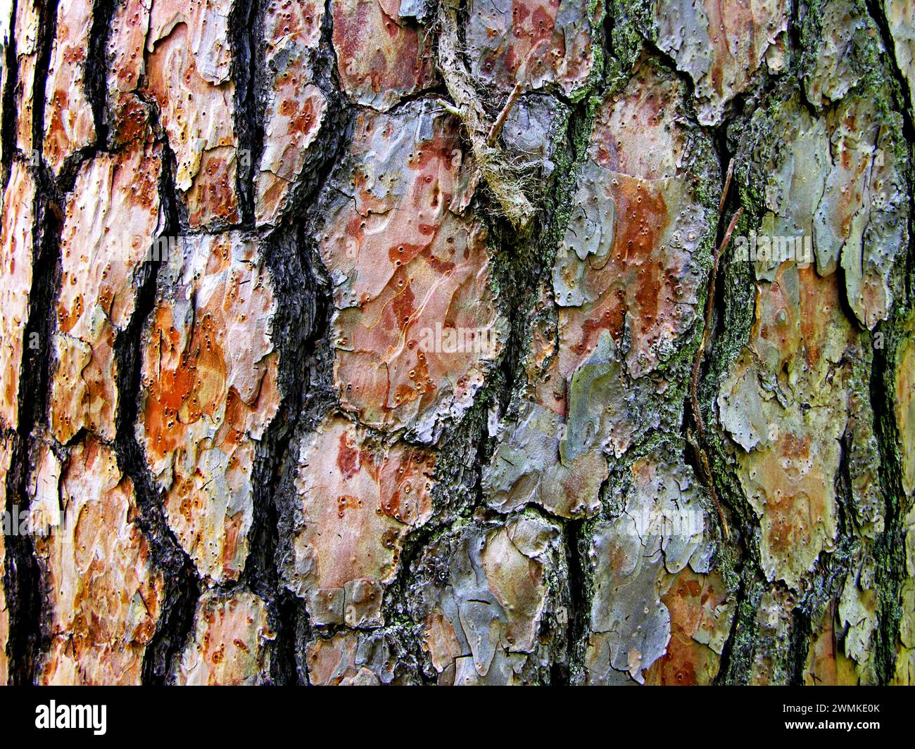 Détail en gros plan des motifs naturels de l'écorce d'arbre Banque D'Images