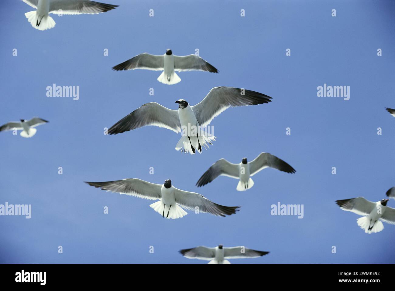 Goélands riants (Larus atricilla) en coloration reproductrice, un en mue, planant contre un ciel bleu solide, leurs ailes étendues en largeur Banque D'Images