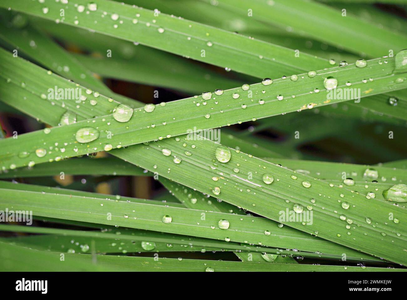 Gouttes de pluie sur les brins d'herbe après une tempête ; Weaverville, Caroline du Nord, États-Unis d'Amérique Banque D'Images