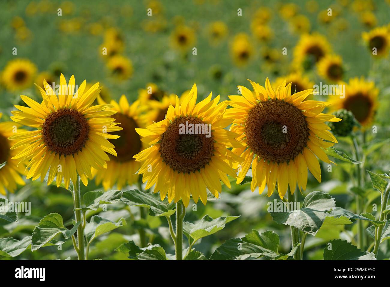 Les tournesols se tiennent grands dans une rangée dans un champ en fleur par une journée ensoleillée Banque D'Images