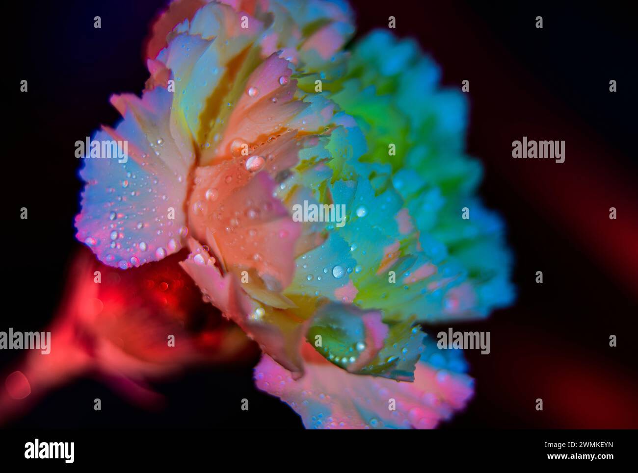 Gros plan d'un œillet (Dianthus caryophyllus) recouvert de gouttelettes d'eau et éclairé par la lumière ; Studio Banque D'Images