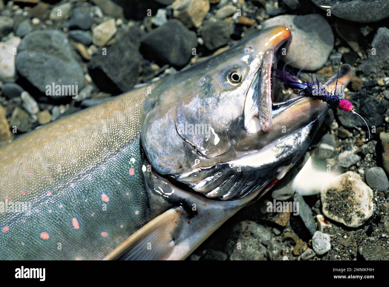 Omble chevalier fraîchement capturé avec une mouche de pêche dans sa bouche ; Yukon, Canada Banque D'Images