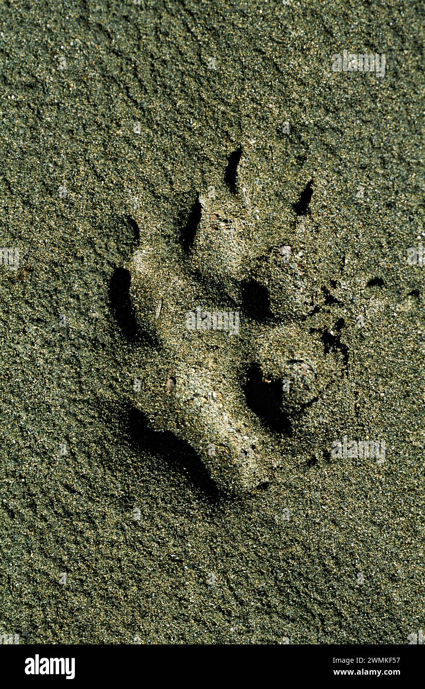 Piste de loup dans le sol le long de la rivière Firth dans le territoire canadien du Yukon ; Yukon, Canada Banque D'Images