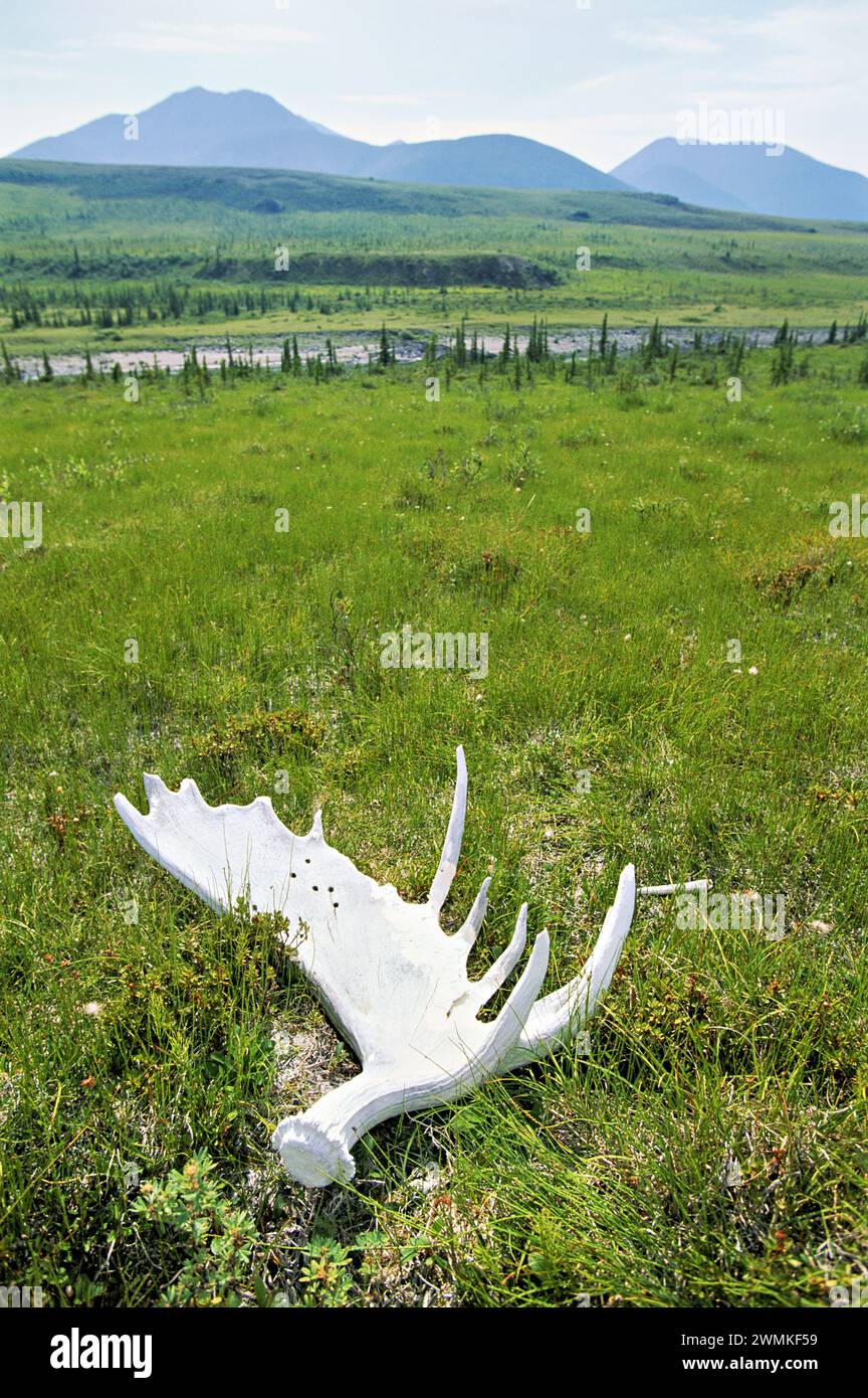 Bois d'orignal blanchi au soleil sur un champ herbeux dans le territoire du Yukon ; Yukon, Canada Banque D'Images