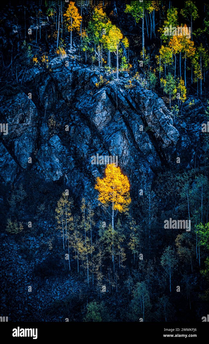 Le tremble à feuilles d'or affiche les couleurs de l'automne tandis que les arbres forestiers s'accrochent aux falaises rocheuses des montagnes de San Juan. L'automne arrive tôt en haute altitude ... Banque D'Images
