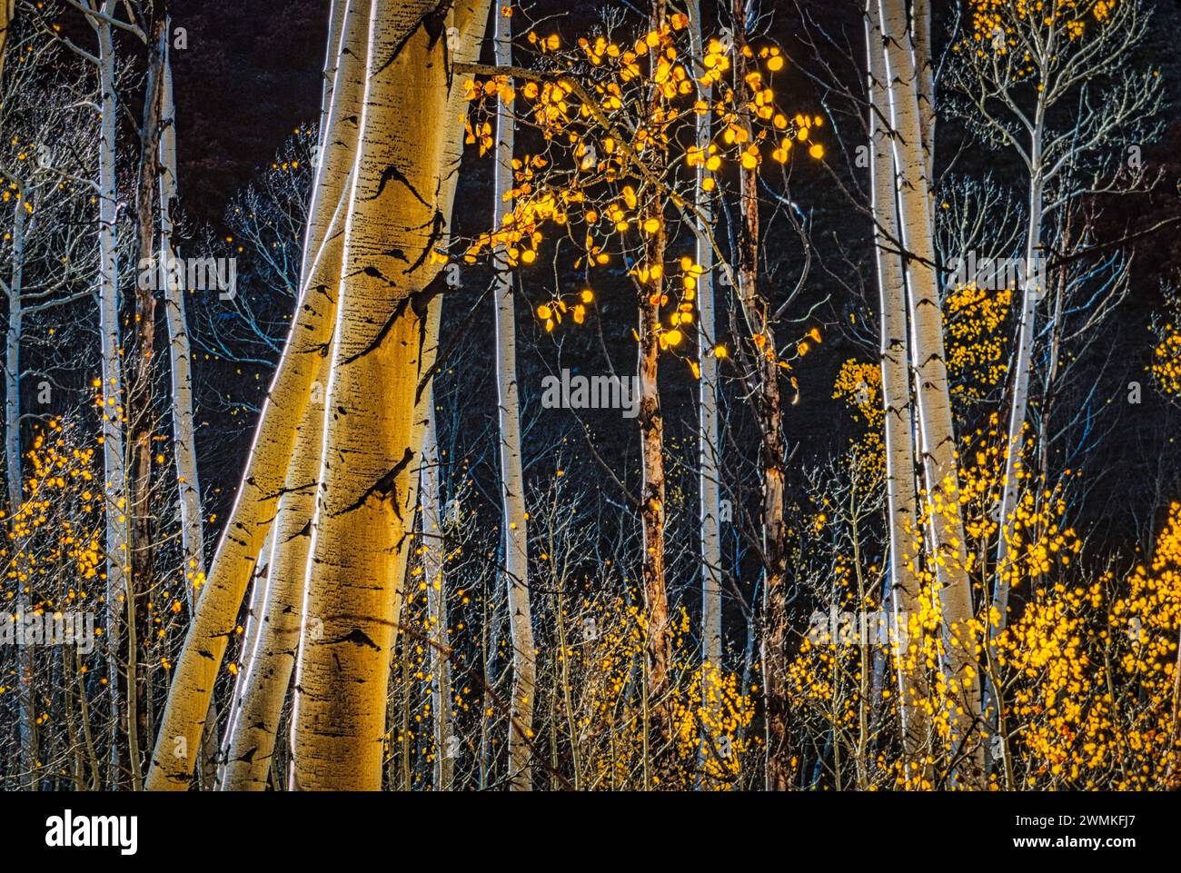 Le soleil illumine les feuilles dorées de trembles affichant des couleurs d'automne dans les forêts des montagnes de San Juan dans le comté de San Miguel. La chute arrive e... Banque D'Images