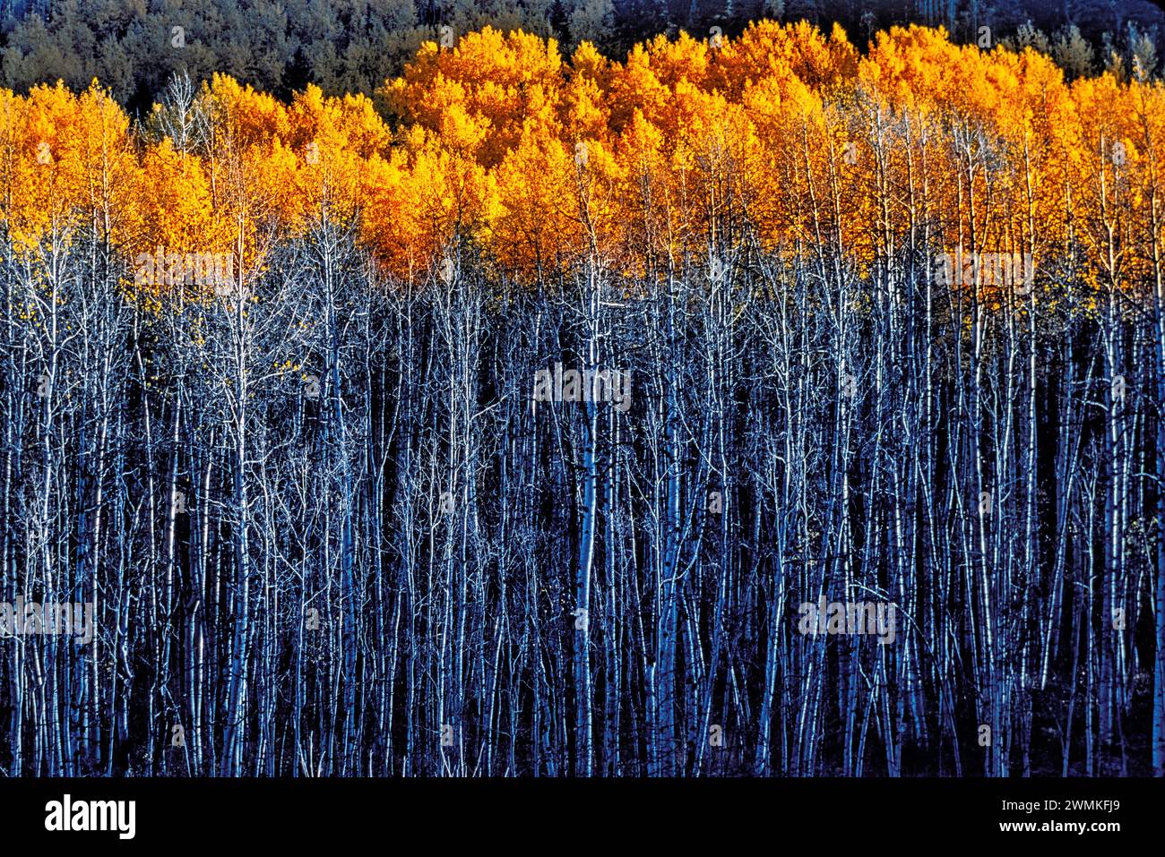 Le soleil illumine les feuilles dorées de trembles affichant des couleurs d'automne dans les forêts des montagnes de San Juan dans le comté de San Miguel. La chute arrive e... Banque D'Images