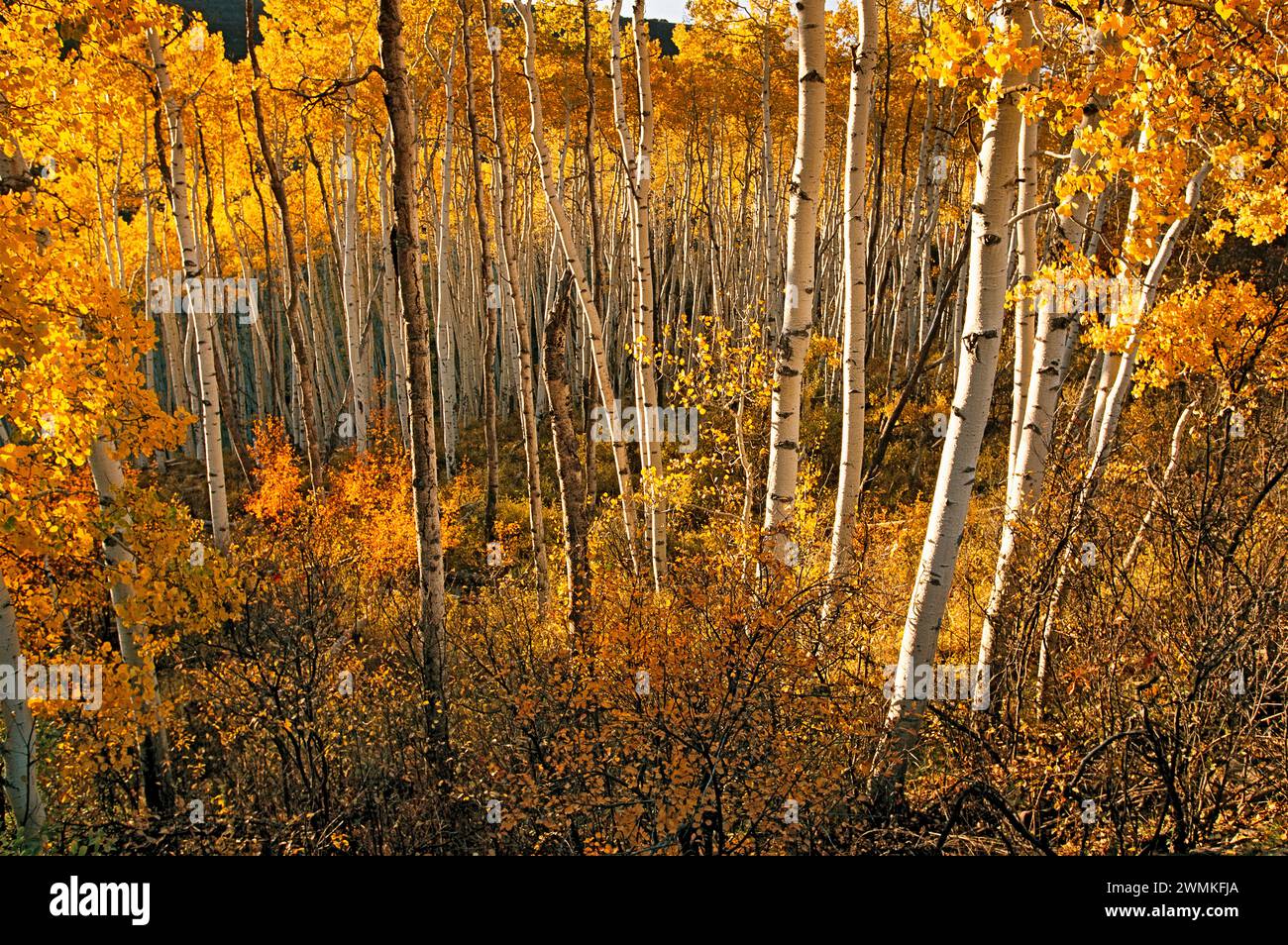 Le soleil illumine les feuilles dorées de trembles affichant des couleurs d'automne dans les forêts des montagnes de San Juan dans le comté de San Miguel. La chute arrive e... Banque D'Images