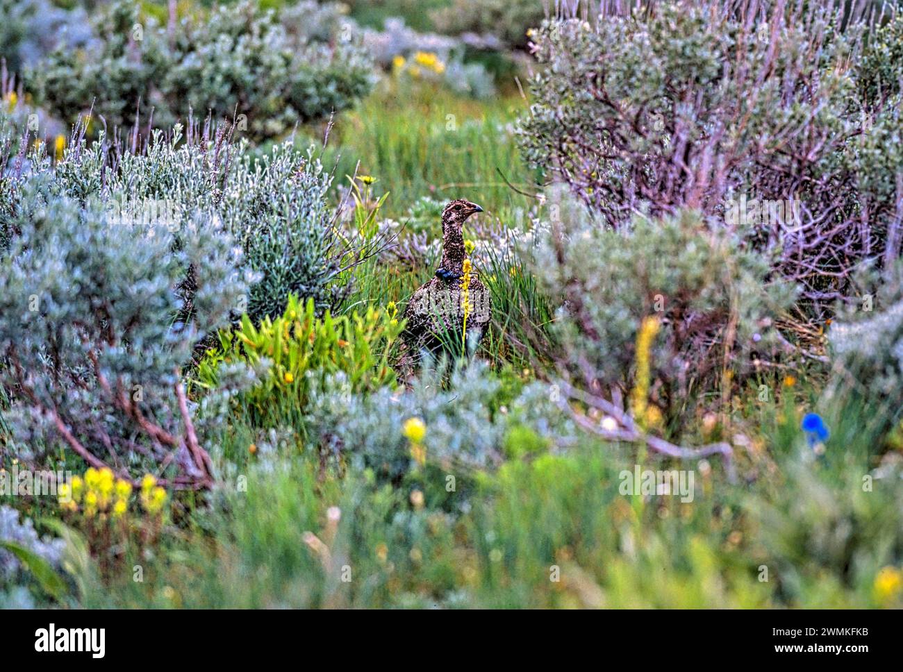 Les tétras de sauge (Centrocercus urophasianus) ne se trouvent que dans le pays de l'armoise à l'ouest nidifiant sur le sol et mangeant des feuilles d'armoise qui... Banque D'Images