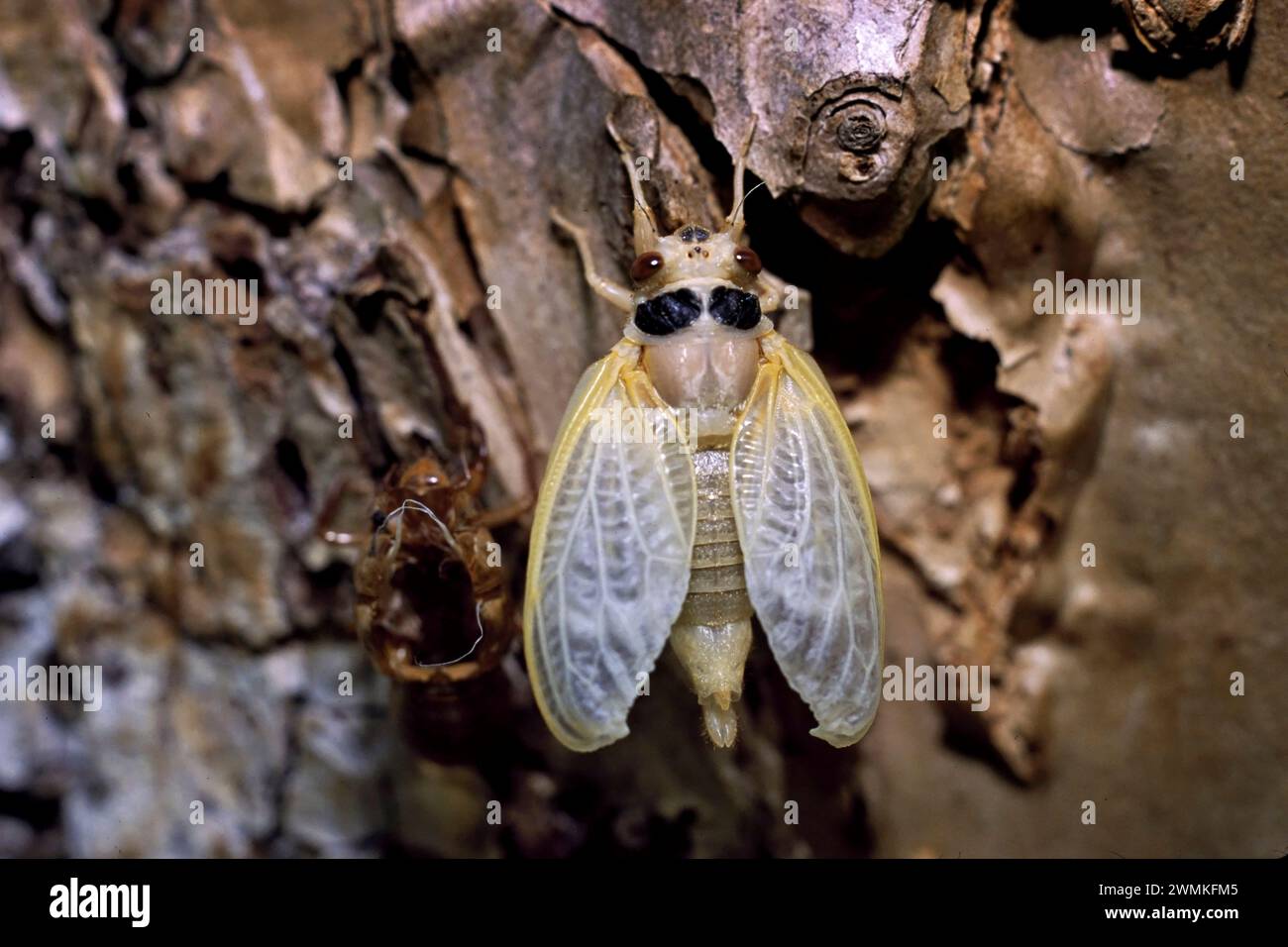 La cicada est vulnérable après avoir perdu sa peau larvaire. Les cigales émergent du sous-sol sous forme de nymphes, ce qui est un stade juvénile de leur cycle de vie, et... Banque D'Images