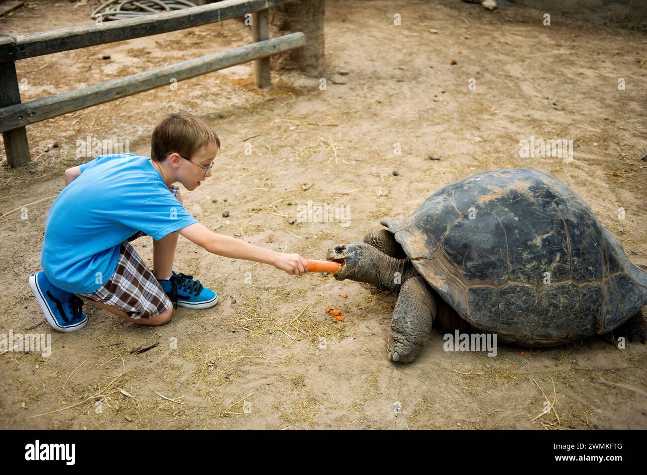 Garçon nourrissant une carotte à une tortue des Galapagos (Testudo marginata) dans un zoo ; Brownsville, Texas, États-Unis d'Amérique Banque D'Images Garçon nourrissant une carotte à une tortue des Galapagos (Testudo marginata) dans un zoo ; Brownsville, Texas, États-Unis d'Amérique Banque D'Images