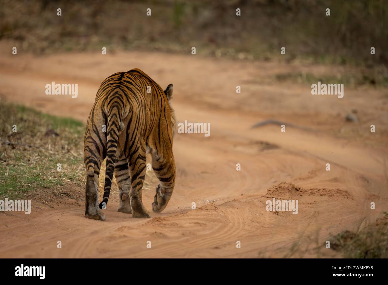 Vue prise de derrière un tigre du Bengale (Panthera tigris tigris) s'éloigne sur une piste sablonneuse ; Madhya Pradesh, Inde Banque D'Images