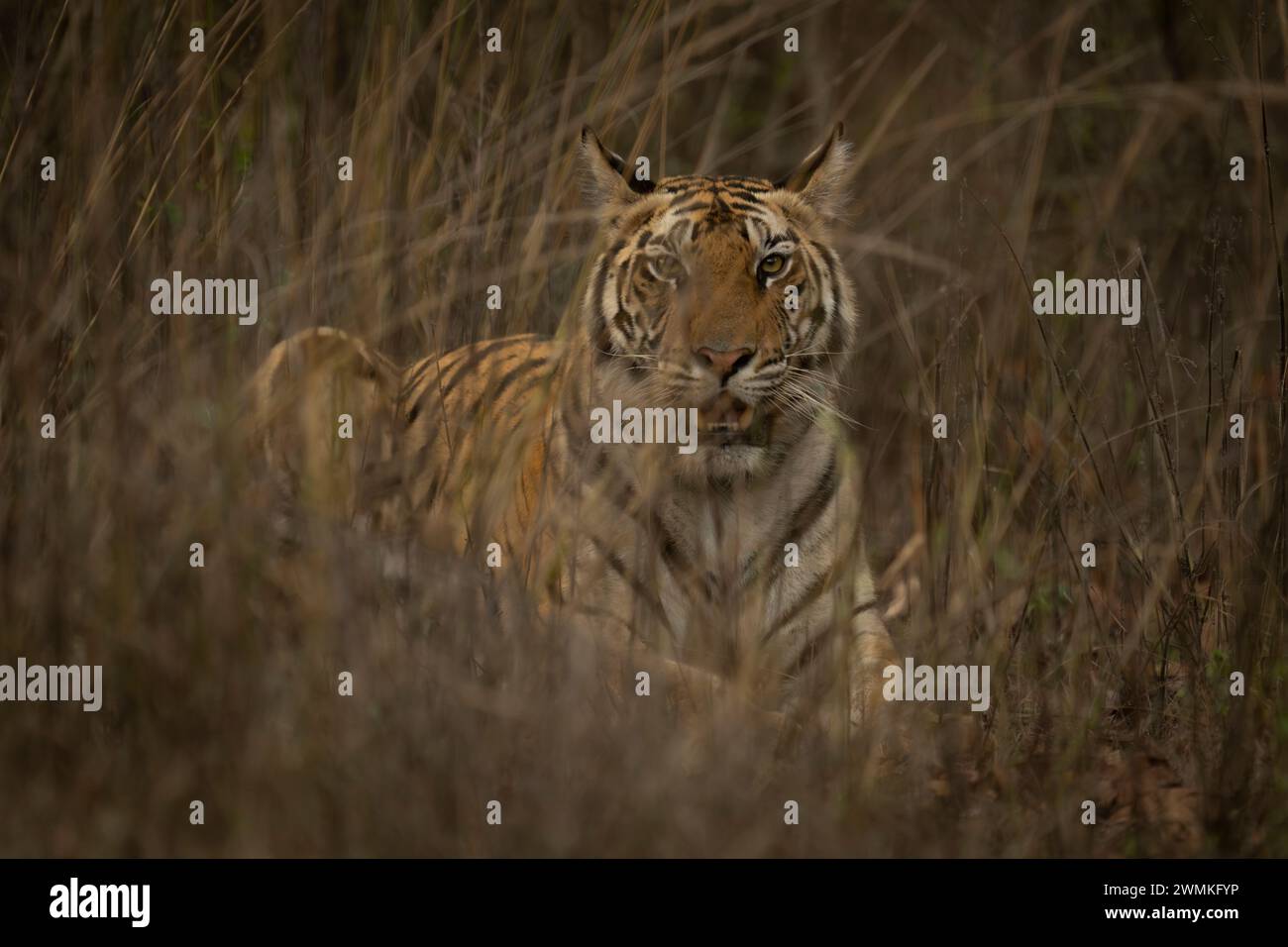 Portrait en gros plan du tigre du Bengale (Panthera tigris tigris) couché dans l'herbe, regardant la caméra ; Madhya Pradesh, Inde Banque D'Images