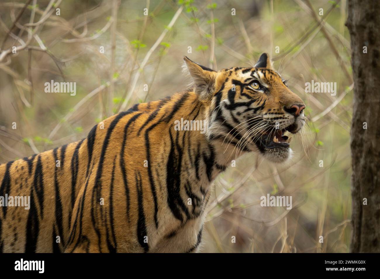Portrait rapproché d'un tigre du Bengale (Panthera tigris tigris) debout dans la forêt regardant vers le haut ; Madhya Pradesh, Inde Banque D'Images