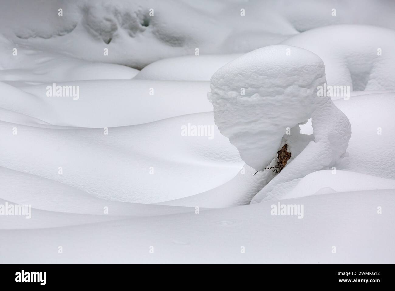 Gros plan d'un petit arbre à feuilles persistantes recouvert de neige créant une sculpture naturelle dans une scène enneigée ; Lake Louise, Alberta, Canada Banque D'Images