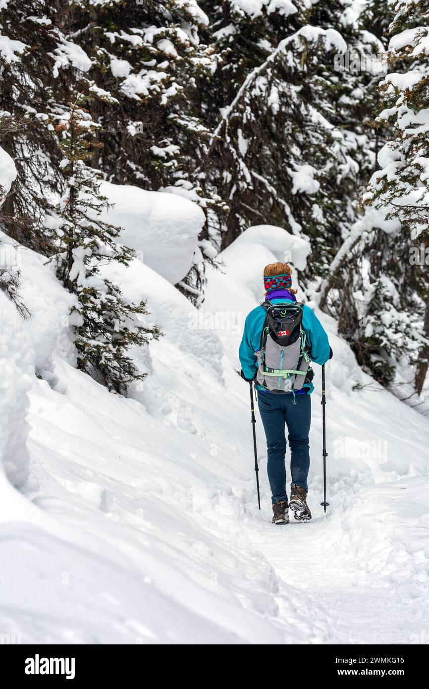 Vue prise de derrière une randonnée féminine avec des bâtons de randonnée le long d'un sentier enneigé dans une forêt d'arbres à feuilles persistantes enneigées Banque D'Images