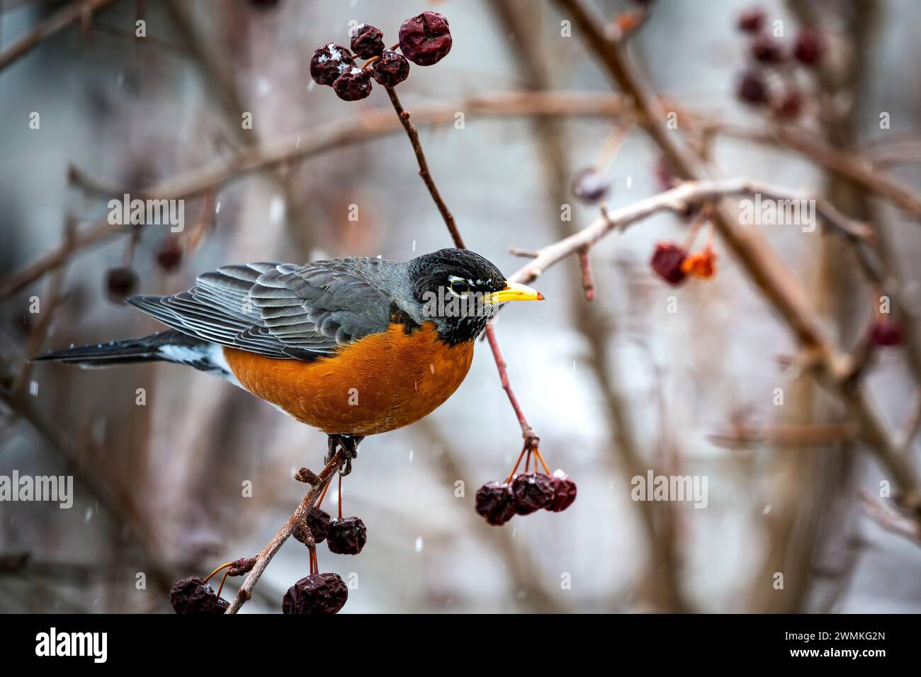 Gros plan d'un robin (Turdus migratorius) perché sur une branche d'un pommier avec des petites pommes séchées suspendues sur des branches légèrement... Banque D'Images