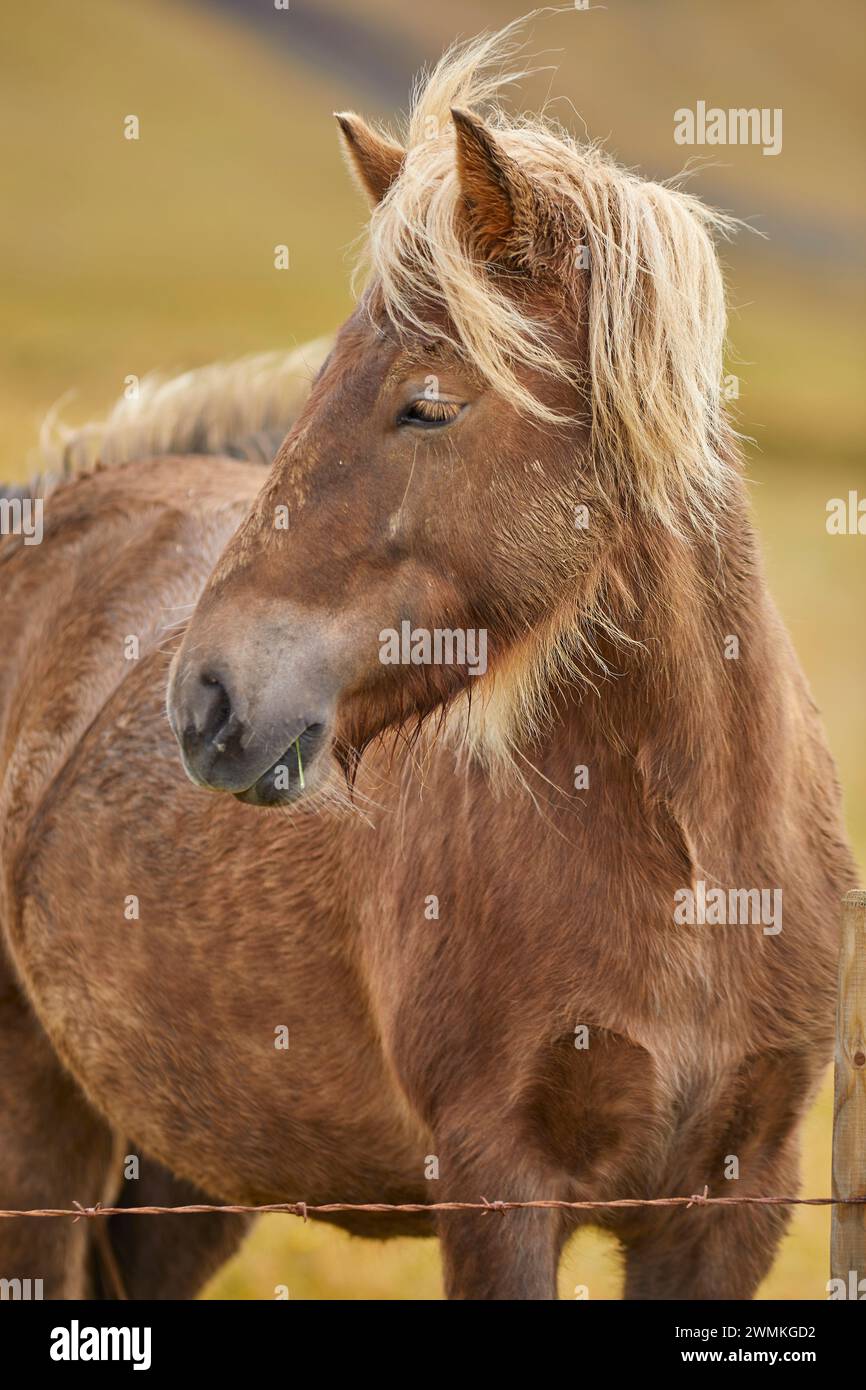 Portrait d'un poney islandais derrière une clôture en fil de fer dans un pâturage près de Stykkisholmur, péninsule de Snaefellsnes, Islande ; Islande Banque D'Images