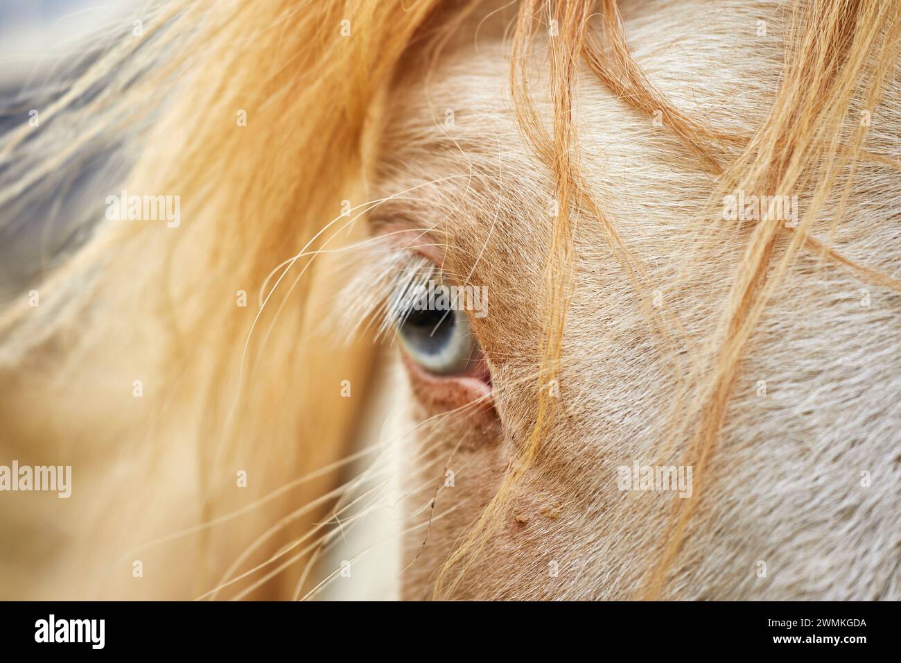 Gros plan d'un œil bleu et de crinières blonds d'un poney islandais, près de Stykkisholmur, péninsule de Snaefellsnes, Islande ; Islande Banque D'Images