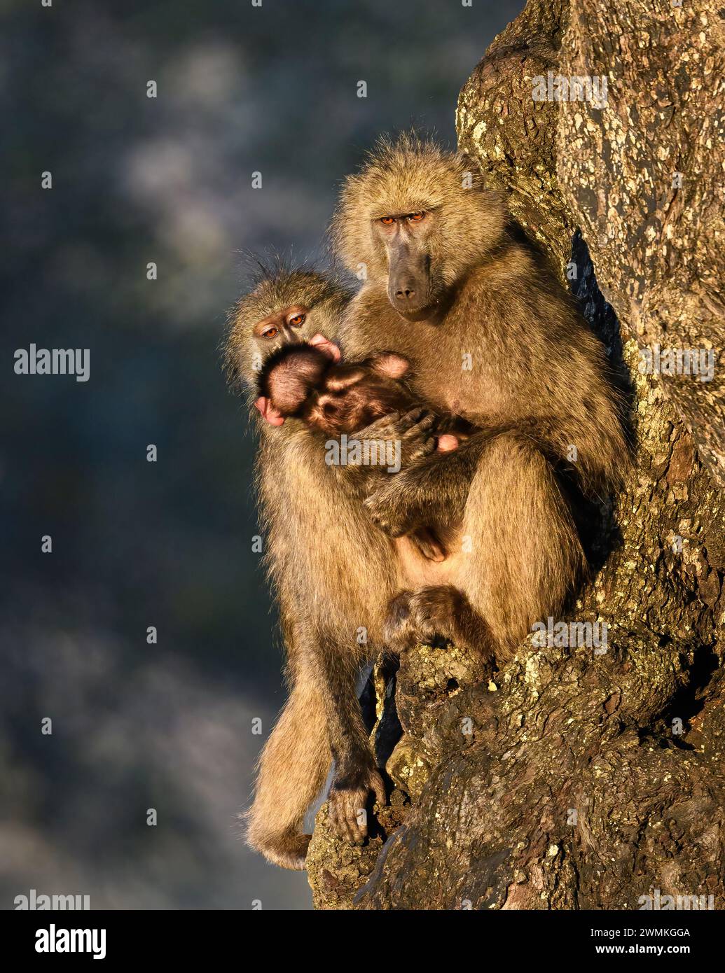 Deux babouins Chacma adultes avec babouin nouveau-né dans la lumière tôt le matin Banque D'Images