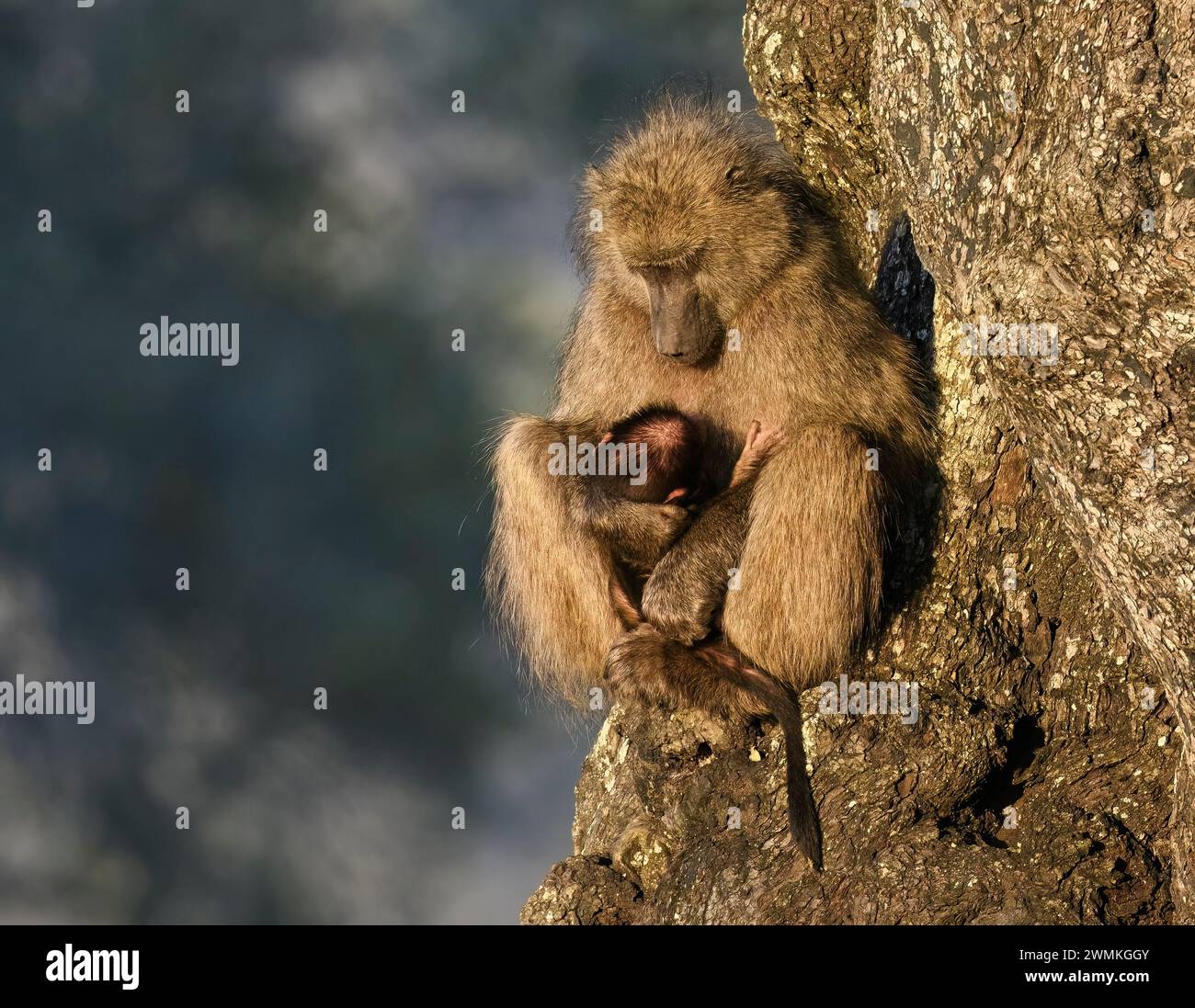 Maman et nouveau-né Chacma babouins se regardant dans les yeux Banque D'Images