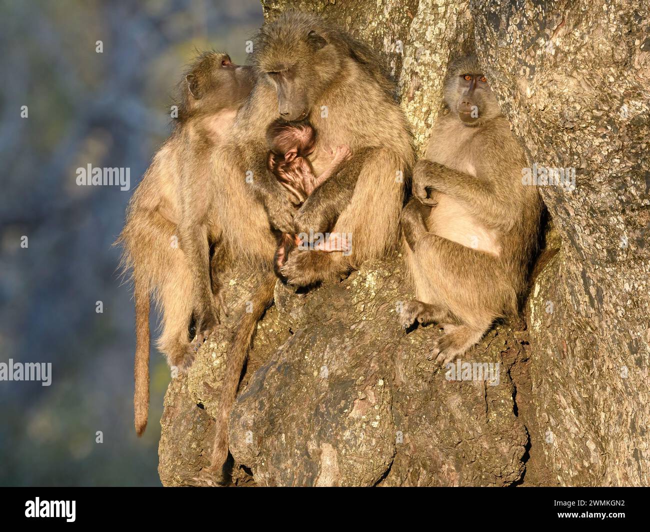 Famille de babouins Chacma avec un nouveau-né dans un arbre Banque D'Images