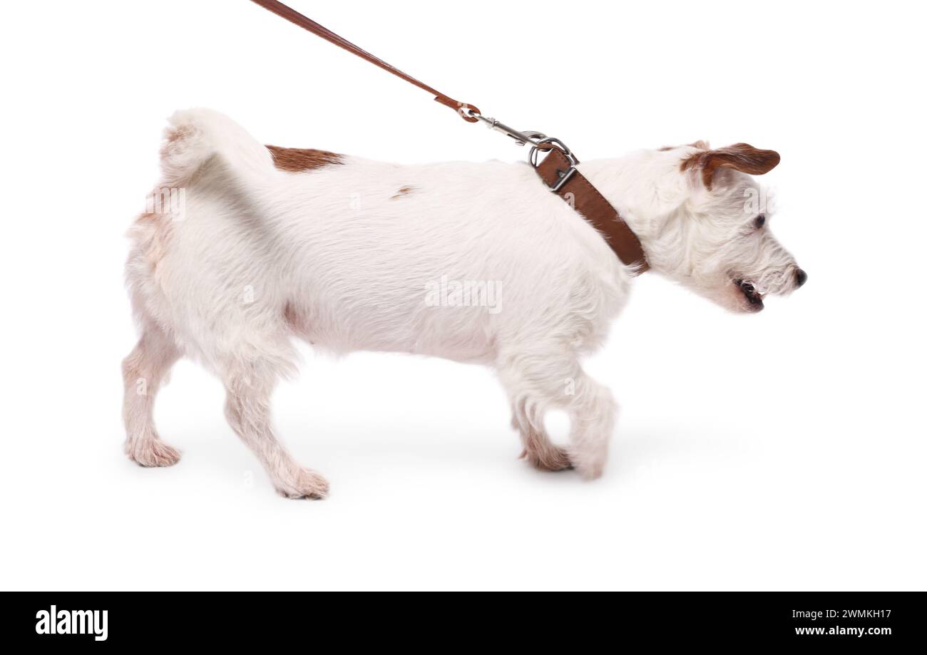 Chien mignon marchant en laisse sur fond blanc Banque D'Images