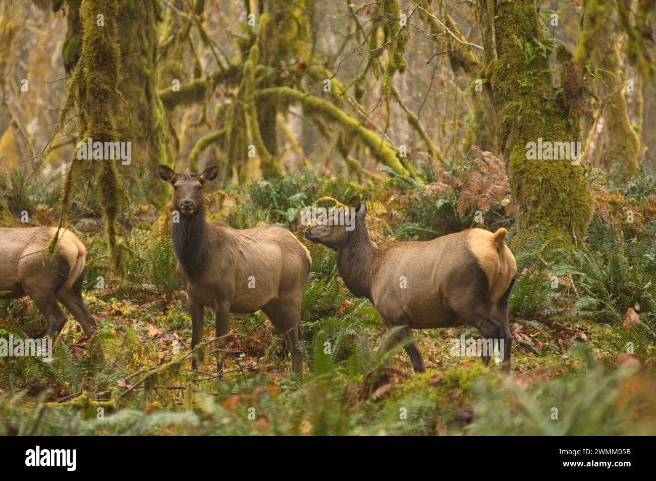 Wapitis Roosevelt Cervus elaphus vaches dans la forêt tropicale du parc national olympique de la rivière Quinault Péninsule Olympique Washington Banque D'Images