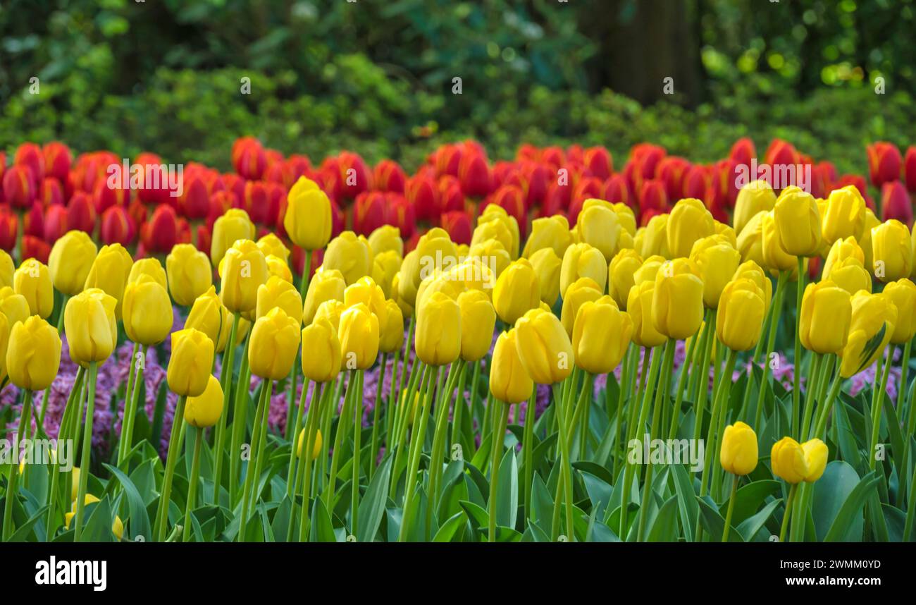 Champ de bulbe de tulipe de printemps dans le jardin à lisse près d'Amsterdam Hollande pays-Bas Banque D'Images