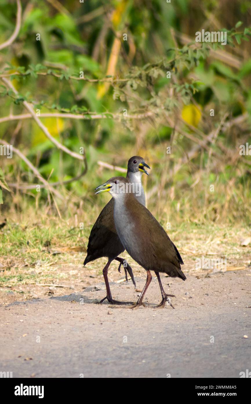 Une paire de Brown Crakes marchant sur le sol à Bhigwan Bird Sanctuary en Inde Banque D'Images