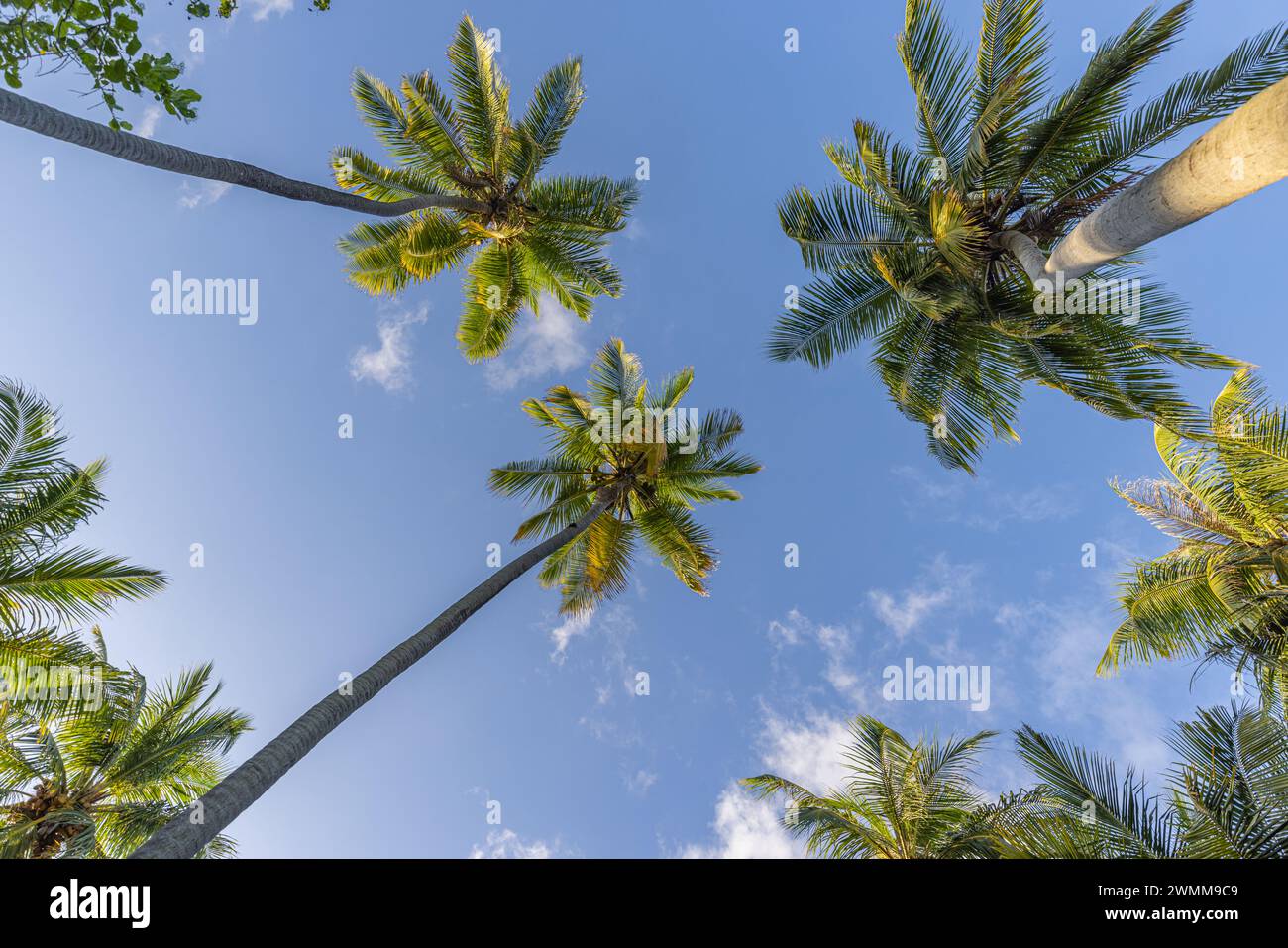 Concept de fond d'arbres tropicaux. Palmiers coco et ciel bleu paisible. Fond de nature exotique d'été, feuilles vertes, paysage naturel. Tropical d'été Banque D'Images