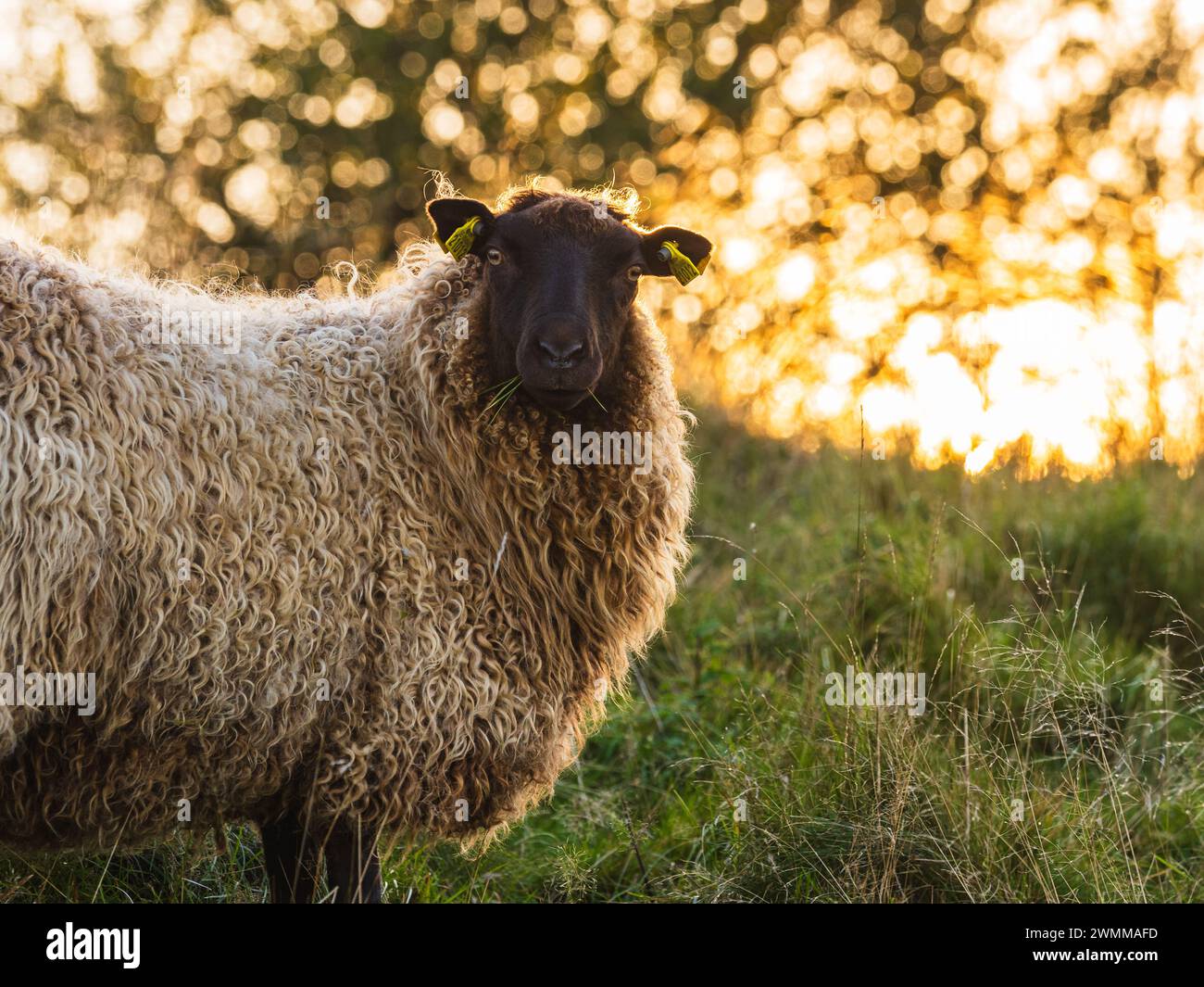 Un mouton seul est capturé tout en pâturant sur l'herbe verdoyante d'un pâturage suédois, avec la lumière dorée du soleil couchant filtrant à travers les arbres Banque D'Images