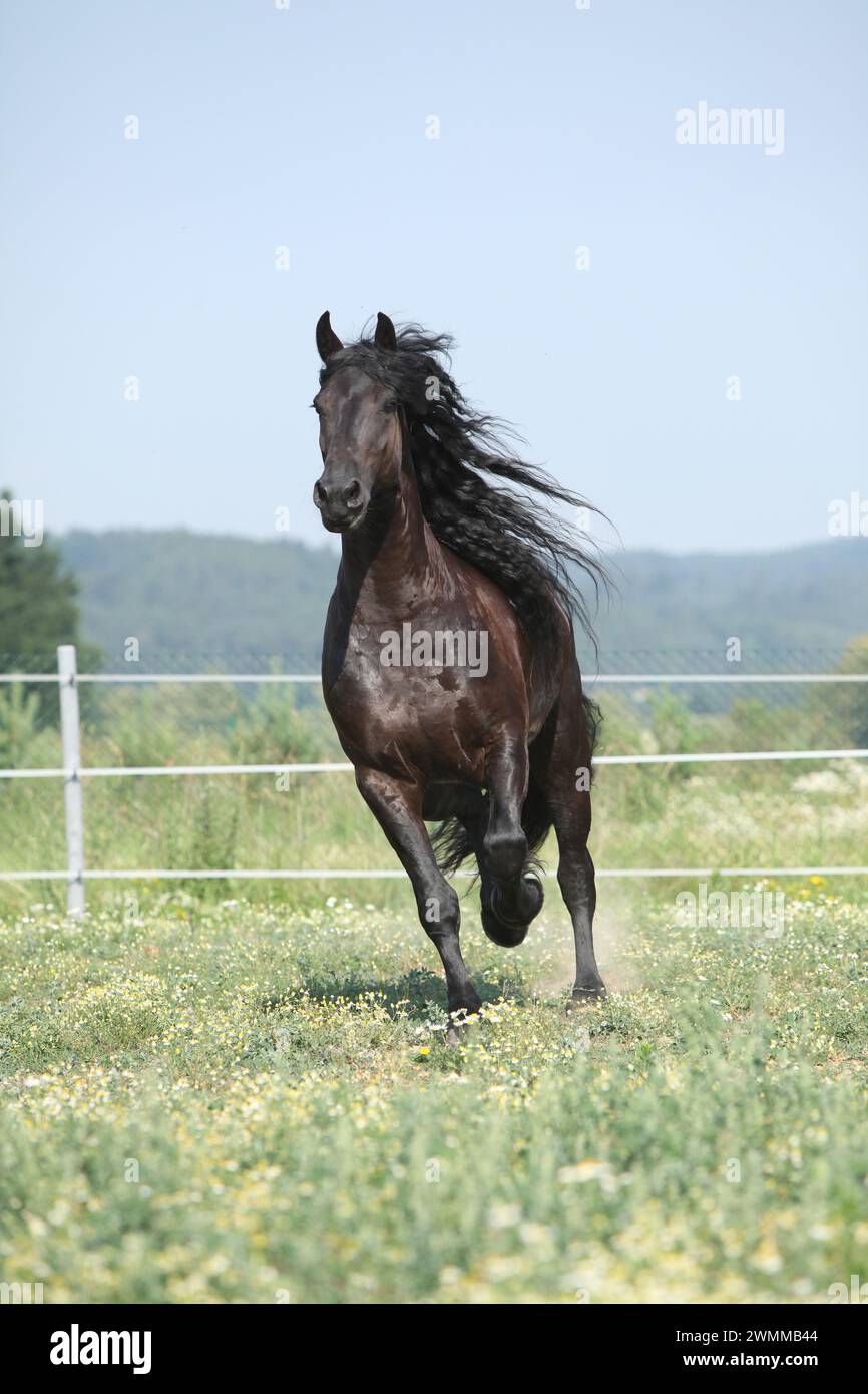 Étonnante jument frisonne qui court sur le pâturage en été Banque D'Images