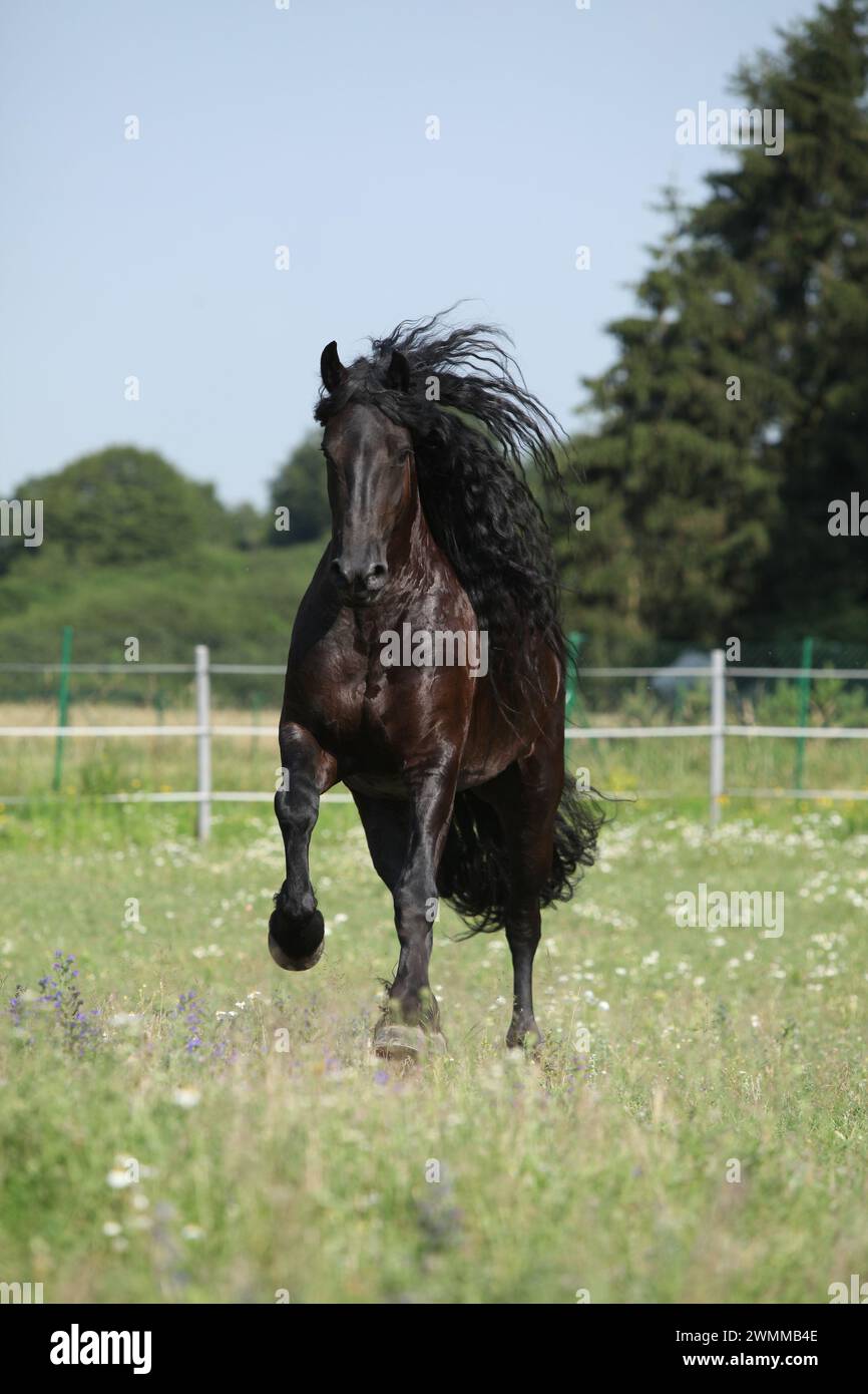 Étonnante jument frisonne qui court sur le pâturage en été Banque D'Images