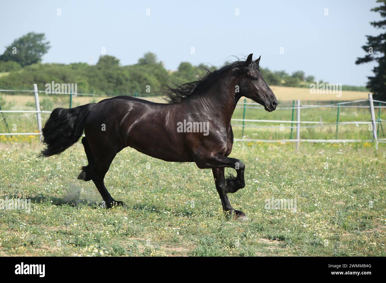 Étonnante jument frisonne qui court sur le pâturage en été Banque D'Images