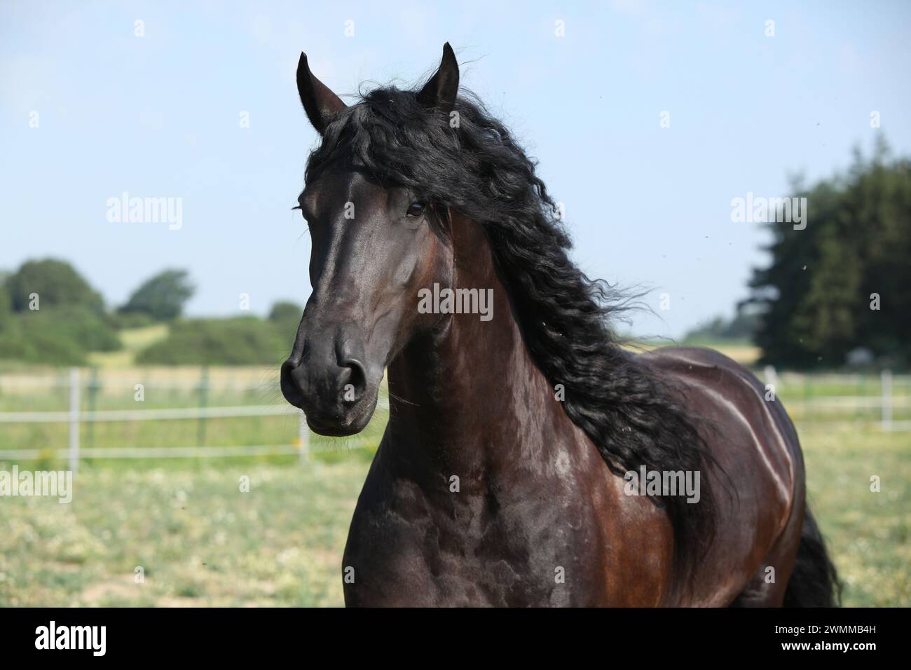 Portrait d'étonnante jument frisonne en cours d'exécution sur le pâturage en été Banque D'Images