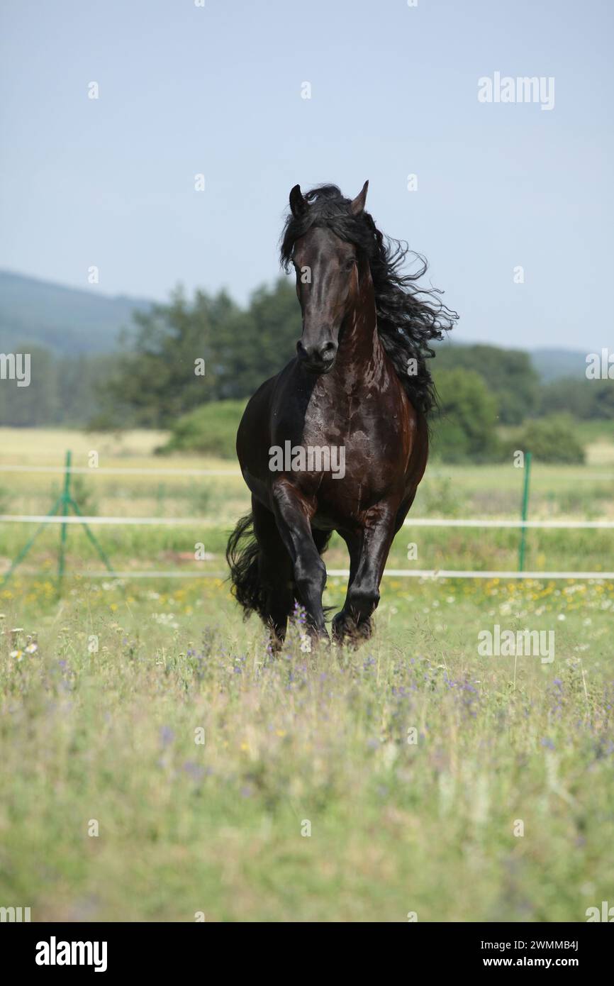 Étonnante jument frisonne qui court sur le pâturage en été Banque D'Images