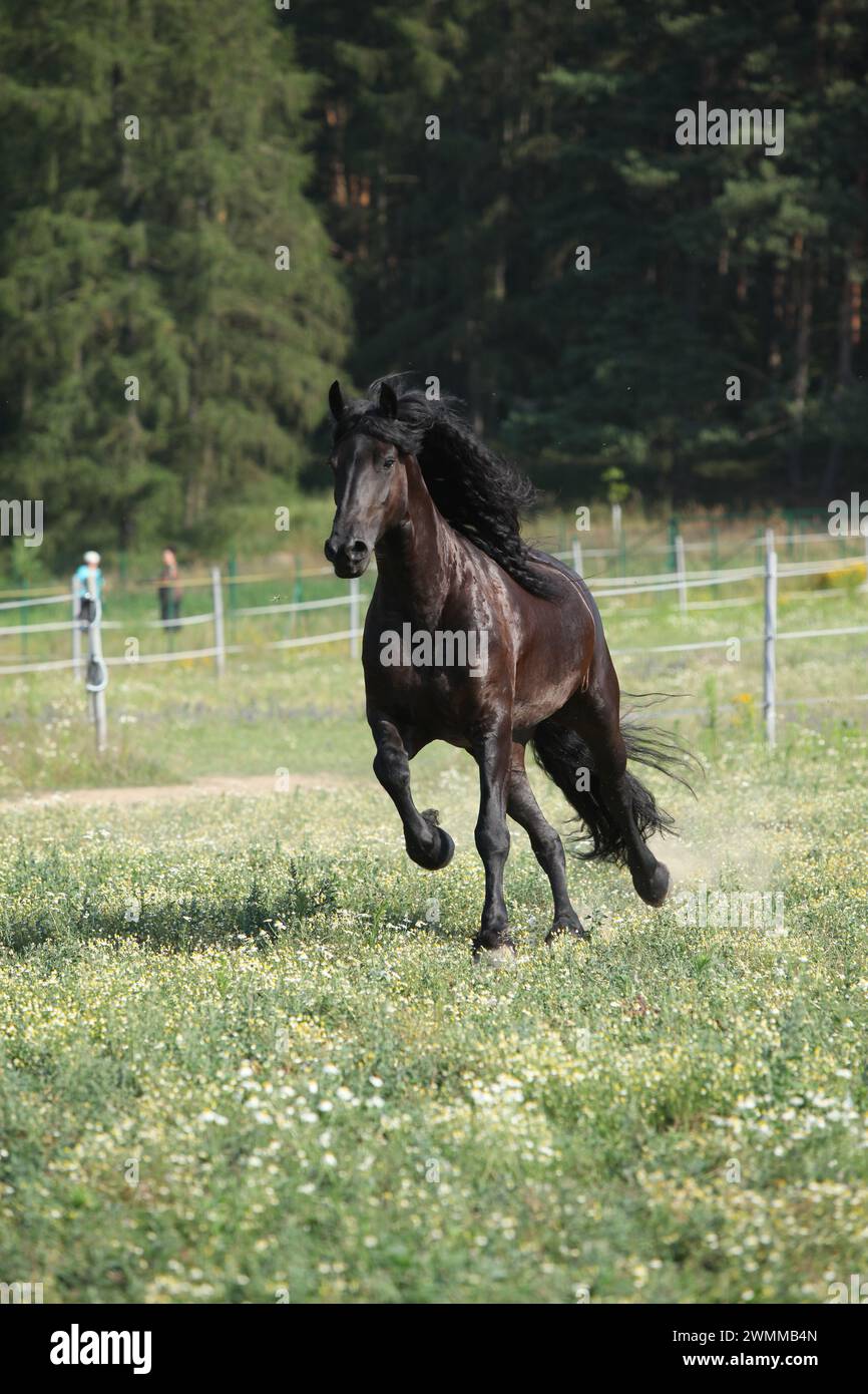 Étonnante jument frisonne qui court sur le pâturage en été Banque D'Images