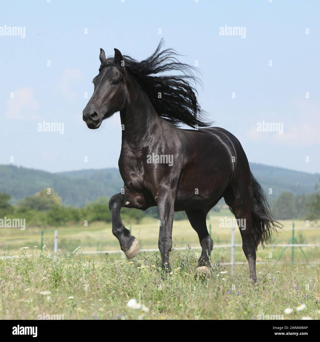 Étonnante jument frisonne qui court sur le pâturage en été Banque D'Images