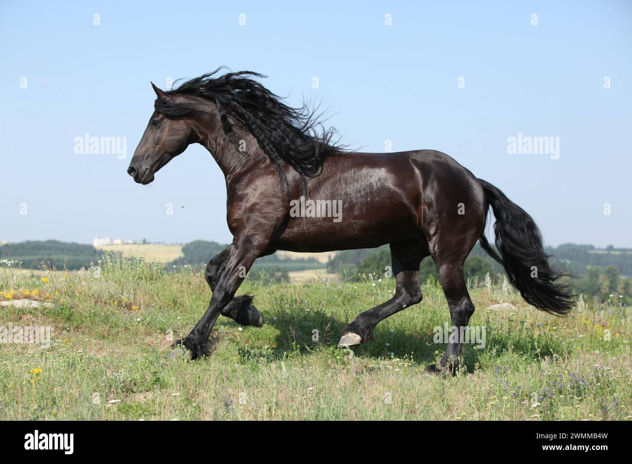 Étonnante jument frisonne qui court sur le pâturage en été Banque D'Images
