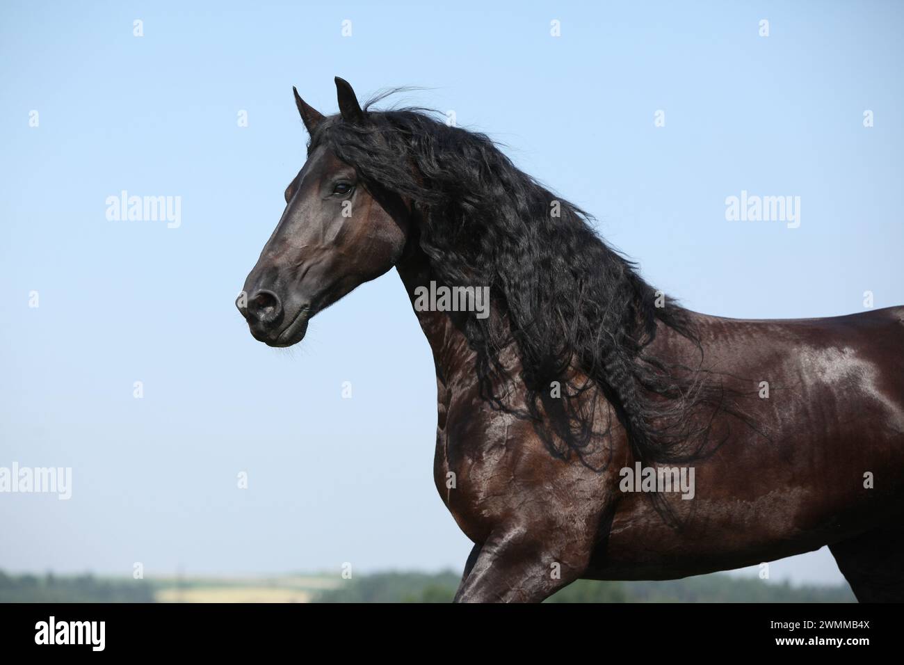 Étonnante jument frisonne qui court sur le pâturage en été Banque D'Images